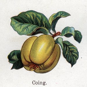 Medizinische und essbare botanische Pflanzen: Quitte. Gravur in „Die natürliche Medikation“ von Friedrich Eduard Bilz (1842-1922)