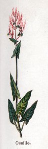 Medizinische und essbare botanische Pflanzen: Sauerampfer. Gravur in „La medication naturelle“ von Friedrich Eduard Bilz (1842-1922)