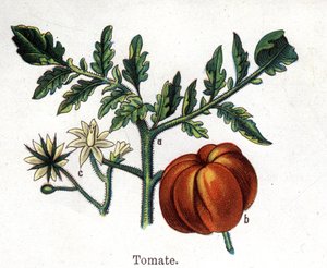 Medizinische und essbare botanische Pflanzen: Tomate. Gravur in „Die natürliche Medikation“ von Friedrich Eduard Bilz (1842-1922)