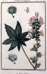 Heilpflanzen: gewöhnlicher Rizinus. Euphorbiengewächse. Botanische Tafel des 19. Jahrhunderts von Unknown artist