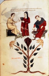 Medizin: Zubereitung eines Kräutertranks (Pfingstrose) (Miniatur aus „De diversis herbis“ von Hippokrates dem Großen oder Hippokrates von Kos)