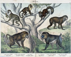 Affen: Affen... - in „Naturgeschichten der Säugetiere“, ed. Schreiber von Unknown artist