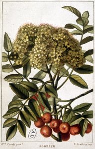 Eberesche - botanische Tafel von Unknown artist