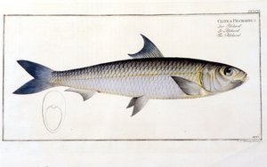 Naturgeschichte Tafel: Die Sardine nach Blochs „Ichthyologie“. Gravur des 19. Jahrhunderts.