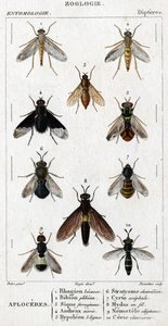 Tafel der Naturgeschichte. Entomologie. Dipterenfamilie. Aploceres: 1. Rhagion Buche; 2. Plebeien Bion; 3. Ferruginous Sic; 4. Anthrax Morio; 5. Hypoleon 63 Linien; 6. Stratyome Chamäleon; 7. Cyrte Acephal; 8. Mydas im Draht; 9. Utiginous Nemotele; 10. Cla