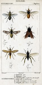 Tafel der Naturgeschichte. Entomologie. Familie der Dipteren. Sclerostomes: 6. Graue Stomox; 7. Schnabel-Rhingia; 8. Blendende Chrysopside; 8a. Profilkopf; 9. Schwarzer Bremsen; 9a. Kopf im Profil; 10. Crabroniformes Asyl; 10a. Kopf im Profil; 11. Emboid b