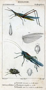 Naturgeschichtstafel. Entomologie. Familie der Orthopteren. Grylloides: 1. Sehr grüne Heuschrecke. 1.a. der vordere Kopf; 2. Pneumore hat Geschmacksknospen; 2.a. sein Kopf; 3. Nasu truxal; 3.a. Kopf; 3.b. ausgebreitete Flügel von Unknown artist