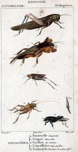 Tafel der Naturgeschichte. Entomologie. Familie der Orthopteren. Grylloides: 4. Wanderheuschrecke; 5. Zweipunktige Heuschrecke; 6. Küchen-Grille; 7. Maulwurfsgrille; 8. Tridactyl-Paradoxon; 8a. unterer Tarsus von Unknown artist