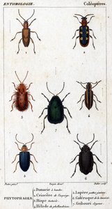 Tafel der Naturgeschichte. Entomologie. Familie der Käfer. Phytophagen: 1. Gebänderte Donacia; 2. Spargel Criocere; 3. Hisp getestet; 4. Phellandrium Helode; 5. Lupere Gelbbeine; 6. Rainfarn Galerie; 7. Seidige Kritzelei