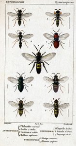 Naturgeschichtstafel. Entomologie. Hymenopterenfamilie. Anthophilen: 1. Philanthus coronatus; 2. Scolia quadripunctata; 3. Crabro scutellatus; 4. Mellinus ruficornis. Chrysiden: 5. Chrysis lucida; 6. Omalus aeneus; 7. Parnopes grandior. Pteromaliden: 8. Pt von Unknown artist