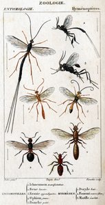 Tafel der Naturgeschichte. Entomologie. Hymenopteren-Familie. von Unknown artist