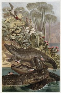 Nilkrokodil (Crocodylus niloticus) - Gravur aus 