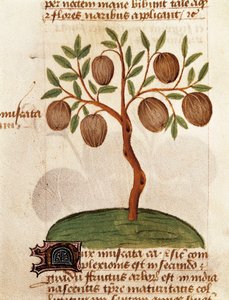 Muskatnuss, Beschreibung von Heilpflanzen und deren Zubereitung. Seite aus dem Manuskript "Traktat über Kräuter" von Pedanius Dioscorides von Unknown artist