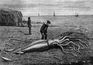 Krake vor der Küste von Neufundland: „Architeuthis princeps“. Gravur in „La Nature: revue des sciences et de leurs applications aux arts et a l