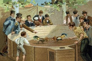 Alte Tradition in der Region Flandern: Hahnenkämpfe. Chromolithographie des späten 19. Jahrhunderts