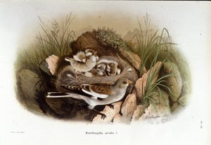 Ornithologie: eine Alpenbraunelle in der Nähe des Nestes ihrer Jungen