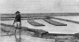 Austernzucht - die Kultivierung von Austern im Becken von Arcachon (1894): Gesamtansicht eines Austernparks. A, A: Ambulanzen oder austernfreundliche Kisten. (Nach einer Fotografie). Gravur in „La Nature: revue des sciences et de leurs applications aux art von Unknown artist