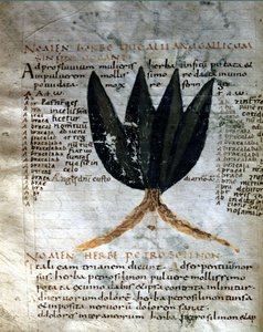 Seite des Manuskripts von Apuleius „De viribus herbarum“, 8. oder 9. Jahrhundert. Lucca, Regierungsbibliothek von Unknown artist