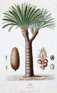 Palme Cycas Revoluta - Botanische Tafel