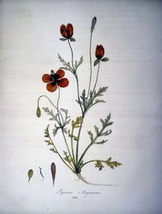 Papaver Argemone (Blume und Pflanze des Mohn-Argemone). Herbarium des 19. Jahrhunderts. von Unknown artist