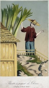 Papierpflanze, China