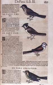 Sperlingsvögel in Historia Animalium von Conrad Gesner (1516 - 1565), Tiguri