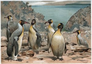 Pinguine - in „La vita degli animali“ von A. E. Brehm, Turin von Unknown artist