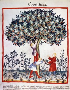Kirschen pflücken. Illustration aus dem Buch der Medizin und Diätetik „Tacuinum sanitatis“ von Unknown artist