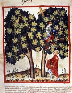 Feigenpflücken. Illumination aus „Tacuinum sanitatis“