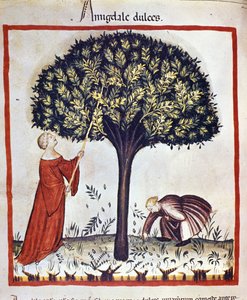 Süße Mandeln pflücken. Illumination aus der Milchwirtschaft und Diätetik „Tacuinum sanitatis“ von Unknown artist