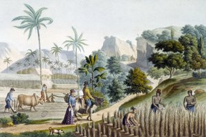 Reis pflanzen und ernten auf der Insel Guam (Mikronesien) von Unknown artist