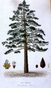 Pin Laricio - botanische Tafel von Unknown artist