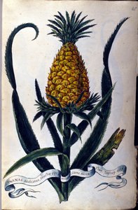 Ananas. Botanische Tafel aus dem 19. Jahrhundert.