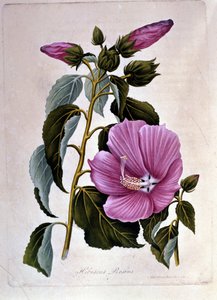 Rosa Hibiskus. Botanische Tafel. Gravur. von Unknown artist