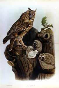 Teller mit Darstellung einer Eulenfamilie in der Nähe des Nestes von Unknown artist