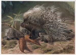Stachelschwein mit Kamm - Das Kammstachelschwein (Hystrix cristata) - Gravur aus „Brehms Tierleben“ von Alfred Edmund Brehm (1829-1884) von Unknown artist