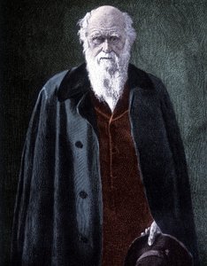 Porträt von Charles Darwin, britischer Naturforscher (1809 - 1882) von Unknown artist