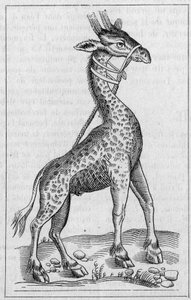 Porträt einer Giraffe. (Nach Pierre Belon) von Unknown artist