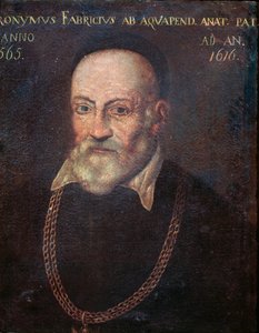 Porträt des wegweisenden Anatomen und Chirurgen Hieronymus Fabricius von Unknown artist