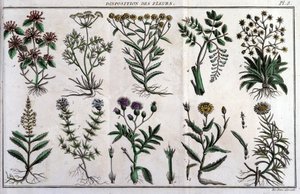 Vorräte von Blumen: in „Flora Françoise, oder eine kurze Beschreibung aller Pflanzen, die natürlich in Frankreich wachsen, geordnet nach einer neuen Analysemethode, an die wir die Angabe ihrer am wenigsten zweideutigen Tugenden in der Medizin und ihrer Nüt