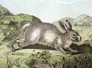 Kaninchen - in „Naturgeschichte der Säugetiere“, ed. Schreiber von Unknown artist