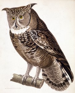 Raubvogel: Afrikanische Eule. Gravur aus dem 19. Jahrhundert von Unknown artist