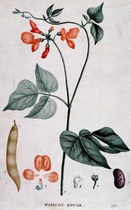 Rote Bohne, botanische Tafel