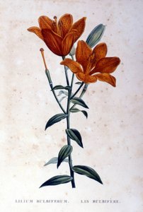 Rote bulböse Lilie. Kupferstich des 19. Jahrhunderts von Unknown artist