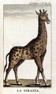 Darstellung einer Giraffe.