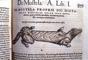 Darstellung einer Mustella (Familie der Marderartigen) - in Historia Animalium von Conrad Gesner (1516 - 1565), Tiguri von Unknown artist