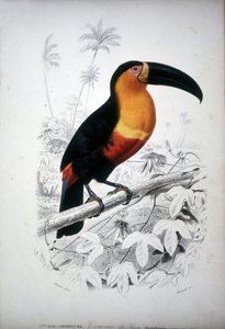 Darstellung eines Tukan, Vogel aus Südamerika. Gravur aus dem 19. Jahrhundert. von Unknown artist