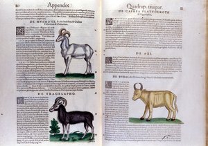 Darstellung von Schafen, Büffeln... - in Historia Animalium von Conrad Gesner (1516 - 1565), Tiguri von Unknown artist
