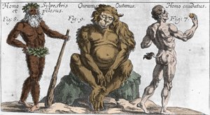 Darstellungen verschiedener monströser Kreaturen: ein Waldmensch oder haariger Mensch, ein Orang-Utan-Affe (Orang-Utan, Orang-Outang, Orang-Utang) und ein Mann mit einem Schwanz. Tafel aus „Mundi Mirabilis Oeconomia“ von Johann Zahn, sd. 1696. Mailänder