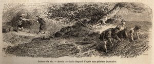 Reisanbau: Ernte im Oktober, die Stängel werden in Bündeln zusammengeführt. Gravur zur Illustration der Reise nach Japan in den Jahren 1863-1864, von Aime Humbert, Minister der Schweizerischen Eidgenossenschaft, in „Le tour du monde, nouveau journal des vo von Unknown artist